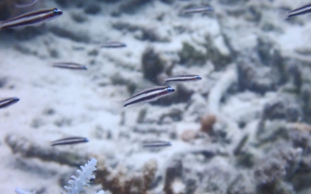 今日は大原も最終便は欠航ですって。