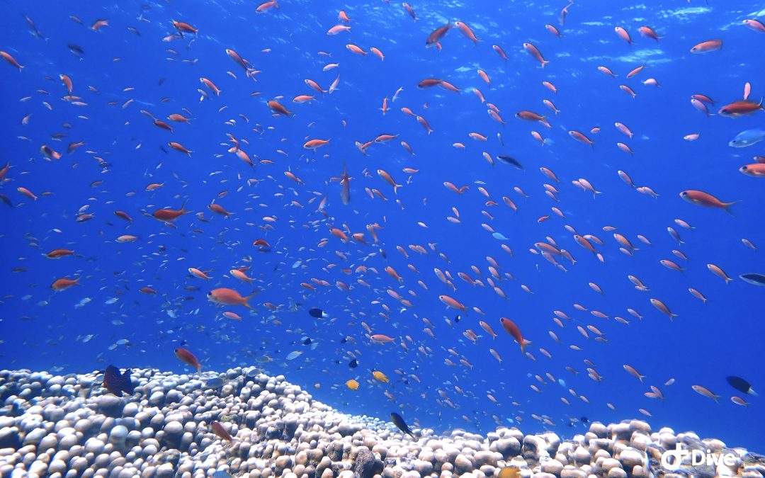 水中のほうが温かい時期