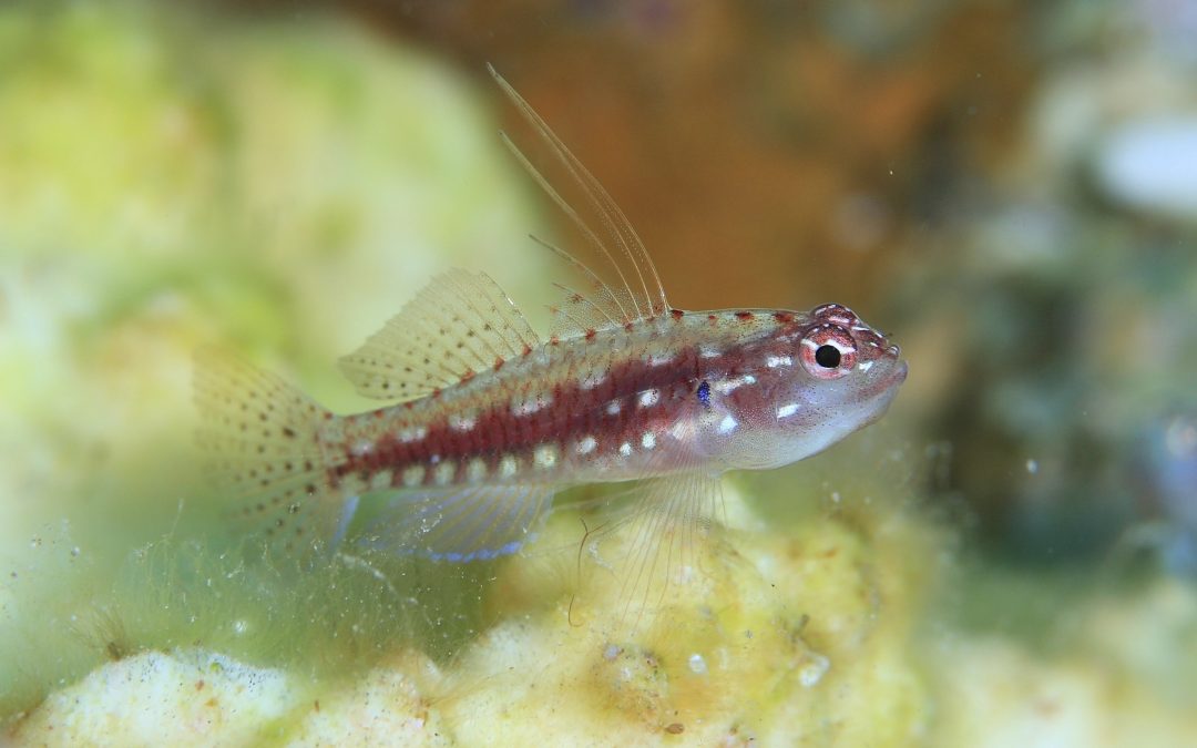 サンゴの日（再投稿）