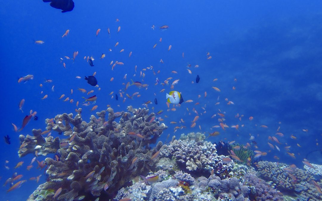 つぶつぶたくさん
