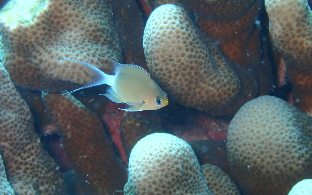 幼魚があつい！