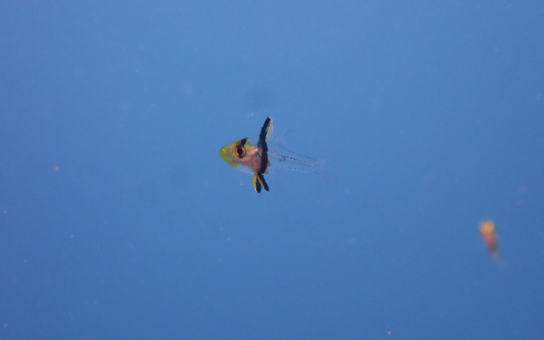 8月前半ハイライト