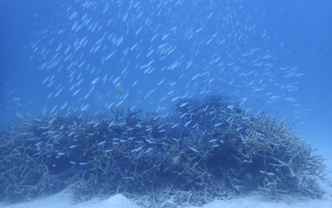 ピンクがでました🎀