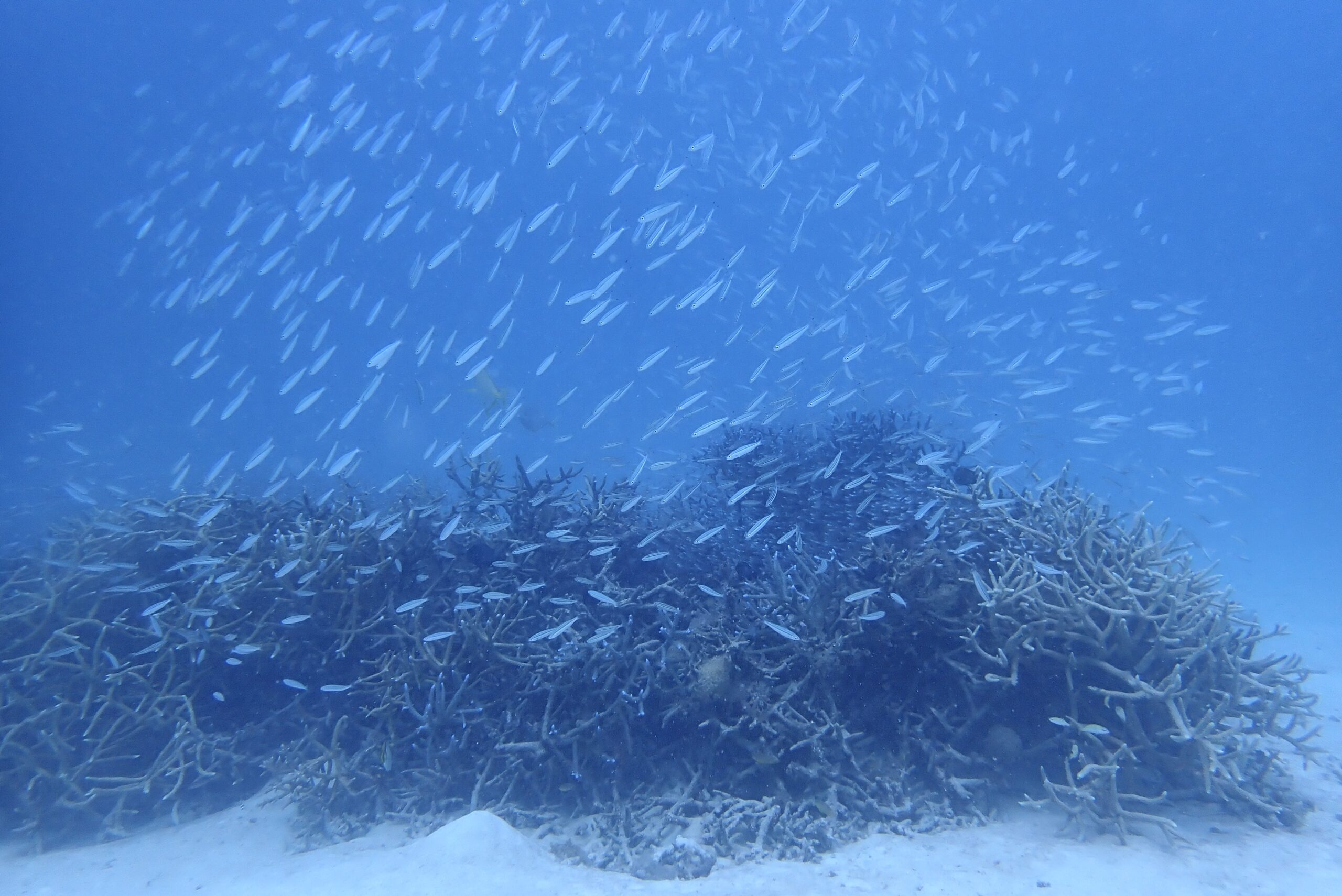ピンクがでました🎀 - Mr.SAKANA Diving Service