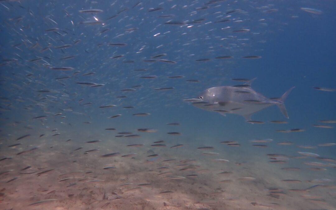水中カメラがずらりと並ぶ4日間