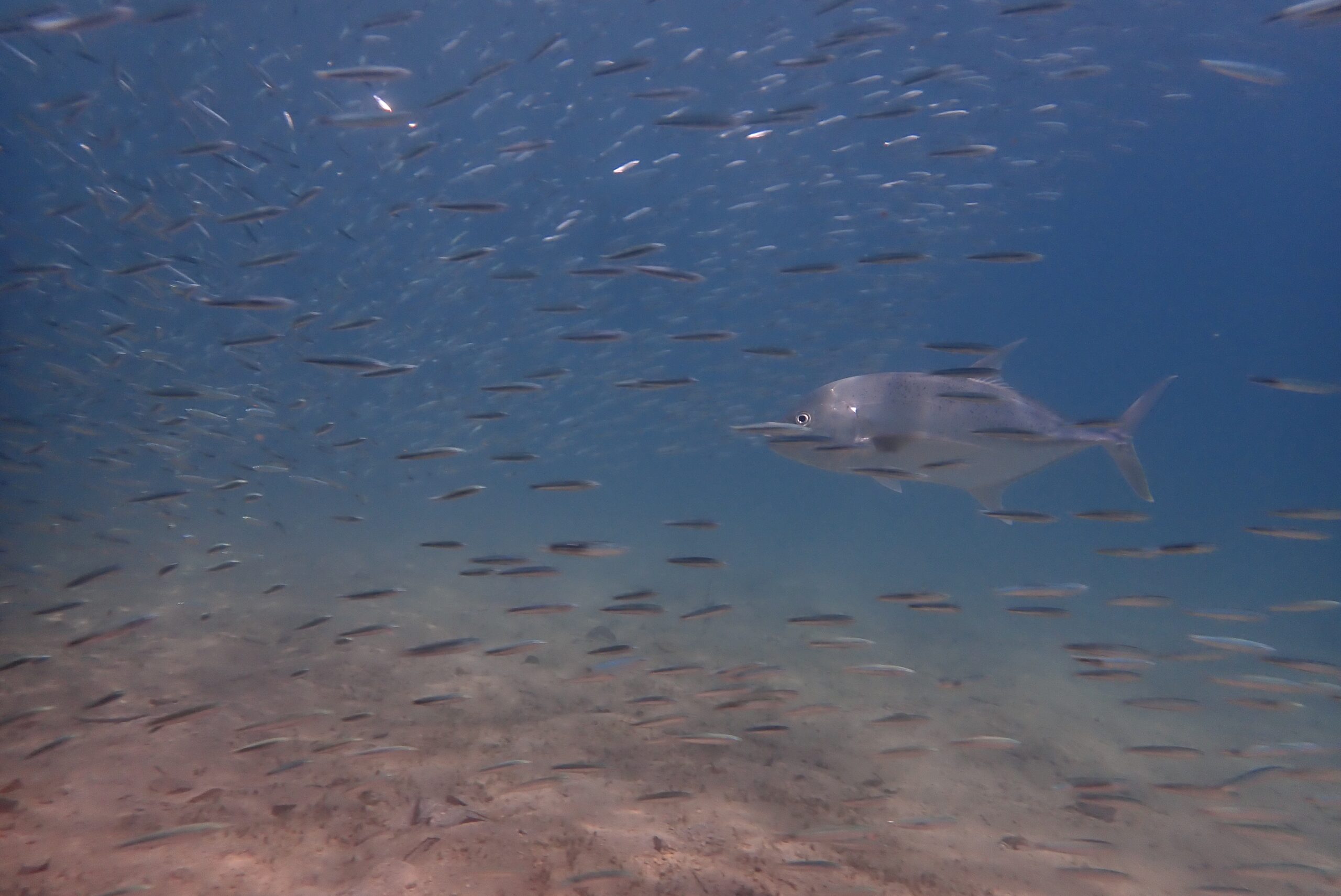 水中カメラがずらりと並ぶ4日間 - Mr.SAKANA Diving Service