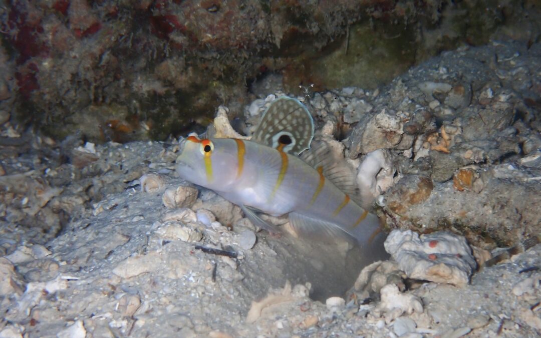 夏日に後ろ髪をひかれて〜
