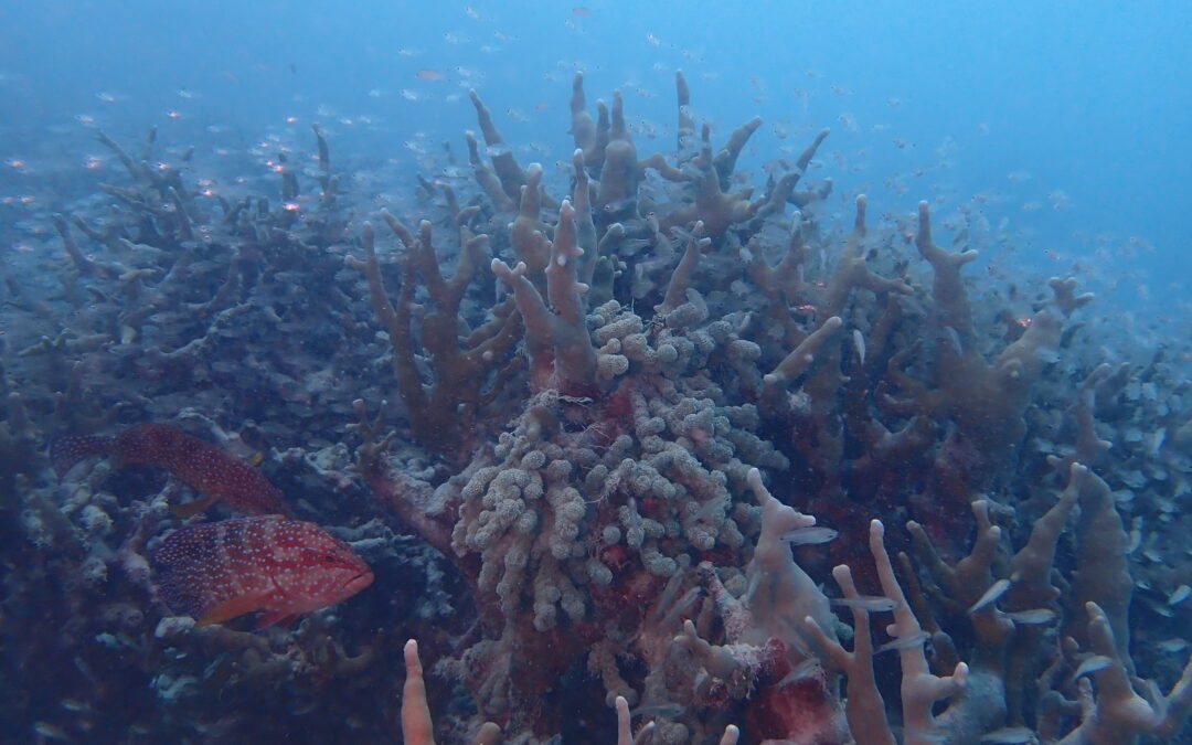 大雨続きでなんてこった